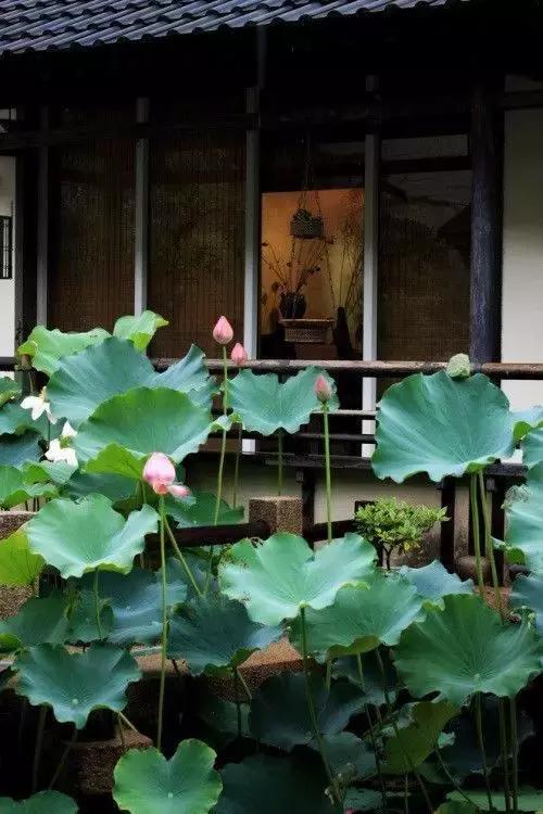 這樣的院子，只有中國(guó)人駕馭得了它！