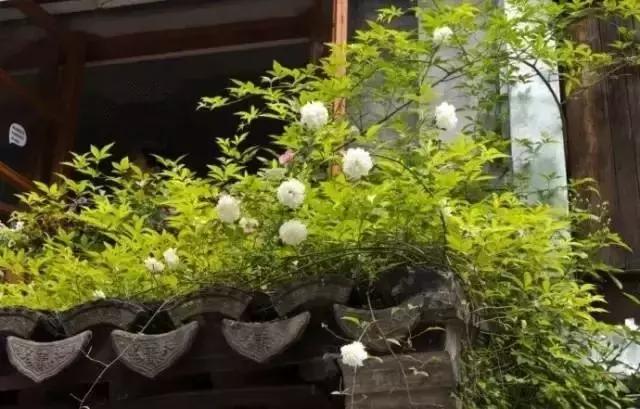 這樣的院子，只有中國(guó)人駕馭得了它！